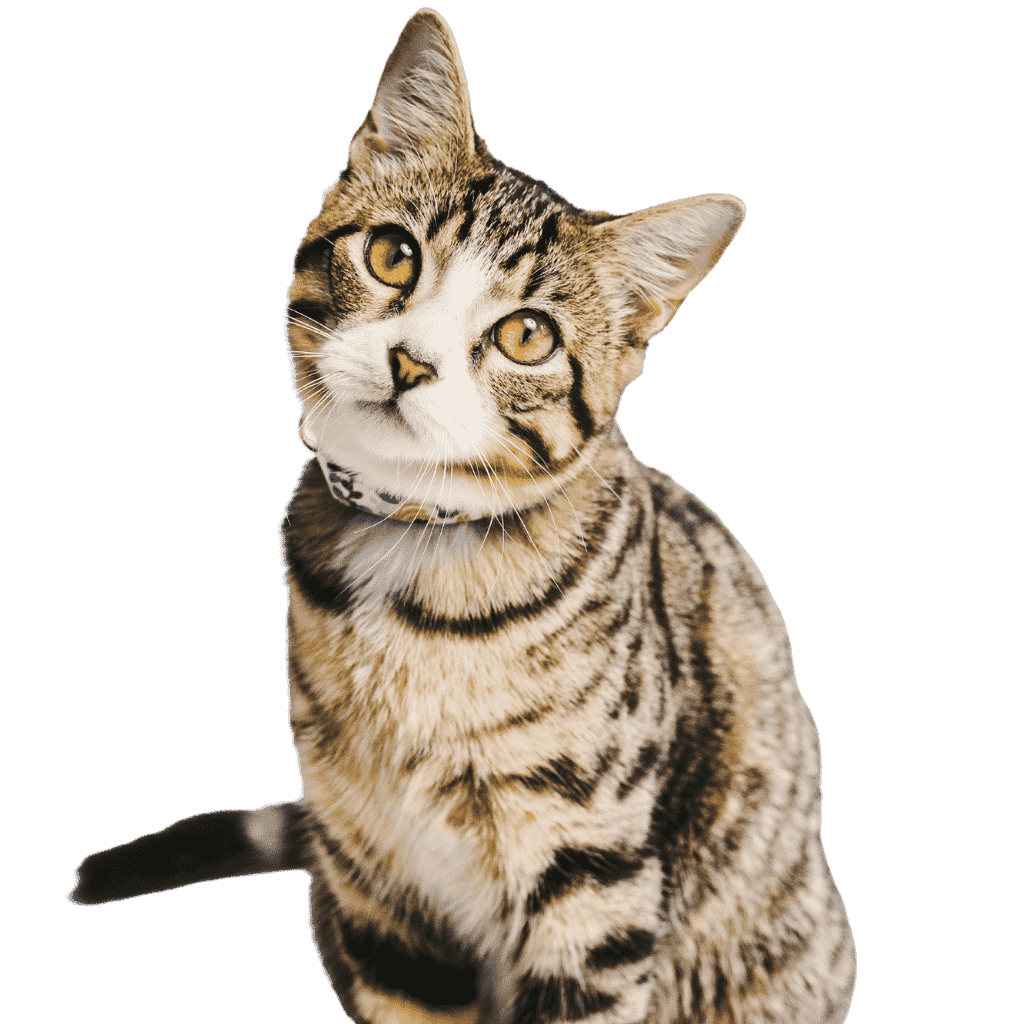Emotional Support Cat