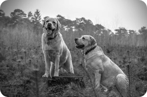 Two dogs sitting on trail