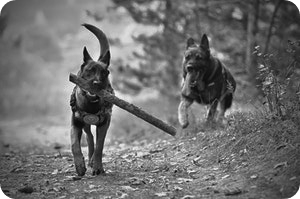 Two dogs running on trail