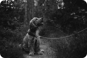 Leashed dog on a trail